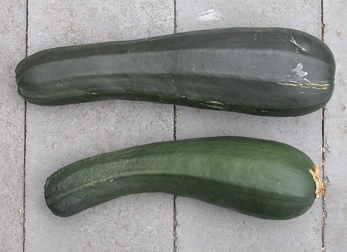 a zucchini