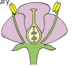<p>what type of flower is this based on ovary position</p>