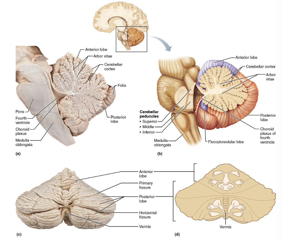 <ul><li><p><strong>STRUCTURE</strong></p><ul><li><p>11% of brain mass </p></li><li><p><span style="color: purple"><strong><mark data-color="purple" style="background-color: purple; color: inherit">Located dorsal to pons and medulla </mark></strong></span></p></li></ul></li><li><p><strong>FUNCTION </strong></p><ul><li><p><span style="color: red"><strong>Processes input from cortex, brain stem, and sensory receptors to provide precise, coordinated movements of skeletal muscles </strong></span></p></li><li><p>Plays a major role in balance</p></li></ul></li></ul><p></p>