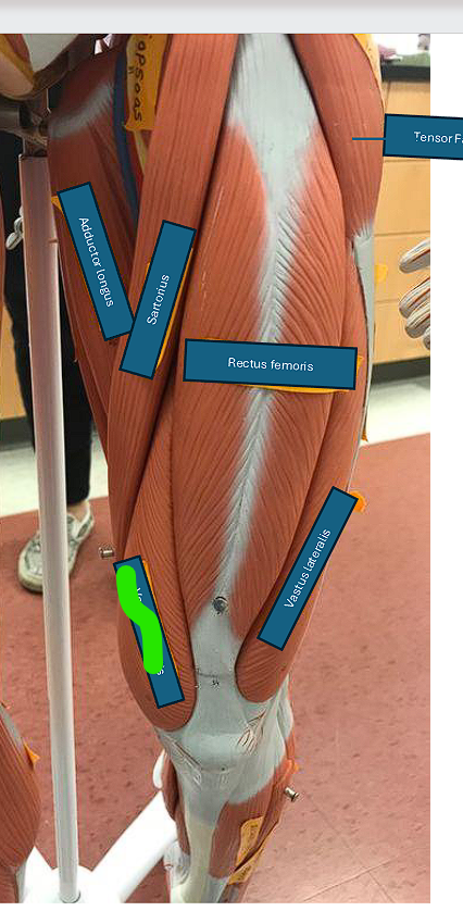 <p>Extends the leg </p><p></p><ul><li><p>same side as the <u>BIG TOE</u></p></li><li><p><u>midline of the body </u></p></li></ul><p></p>