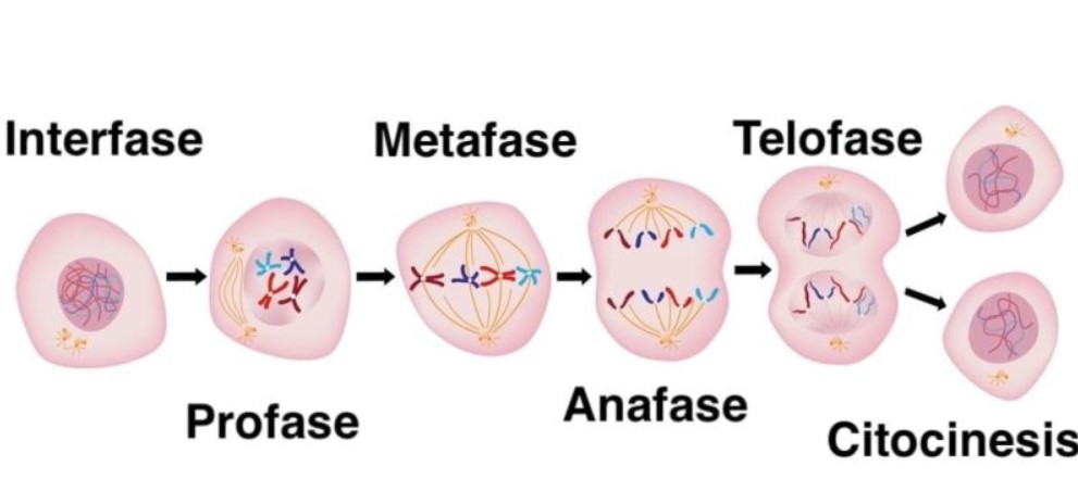 <p>La mitosis es la división del núcleo en dos núcleos hijos, idénticos genéticamente.</p>