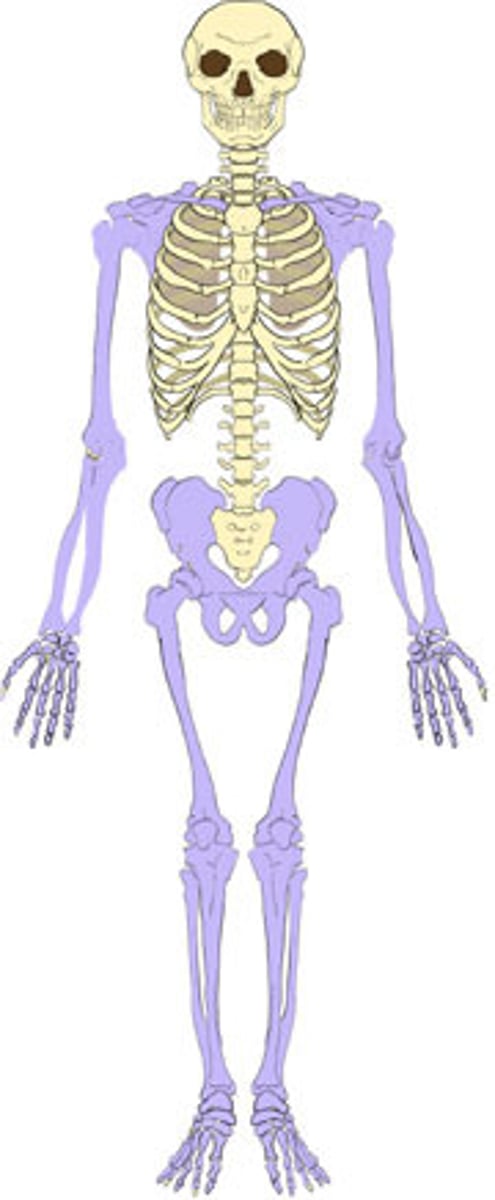 <p>pectoral girdle, upper limbs, pelvic girdle, lower limbs</p>