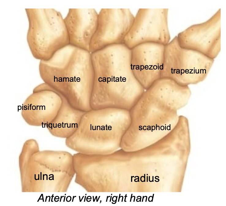 1. Appendicular skeleton 
2. Found in wrist 
3. 8 carpal bones make up wrist 
4. Proximal end of hand 
5. Arranged (roughly) in 2 rows
- Straight Line To Pinky, Here Comes The Thumb 
6. Very flexible because of the gliding motions at articulations
7. Scaphoid is fractured most frequently
