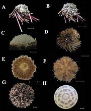 <p>Class: Echinoidea (Phylum: Echinoderma)</p>