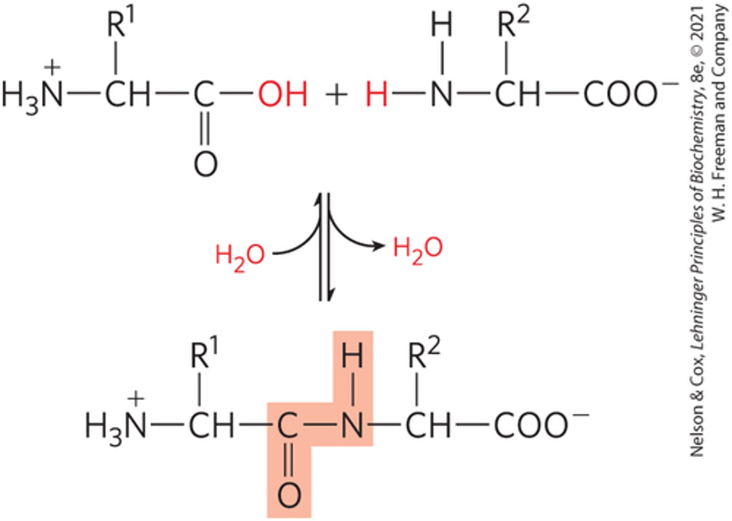 <p>by a condensation reaction between the carboxyl group of one amino acid and the amino group of another, loses water</p>
