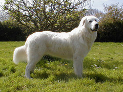 <p>Origin: Italy</p><p>Height: 24-29 in</p><p>Weight: 66-99 lbs</p><p></p><p>The sheepherders of the central Italian plains have long used this Sheepdog to guard their flocks.</p>
