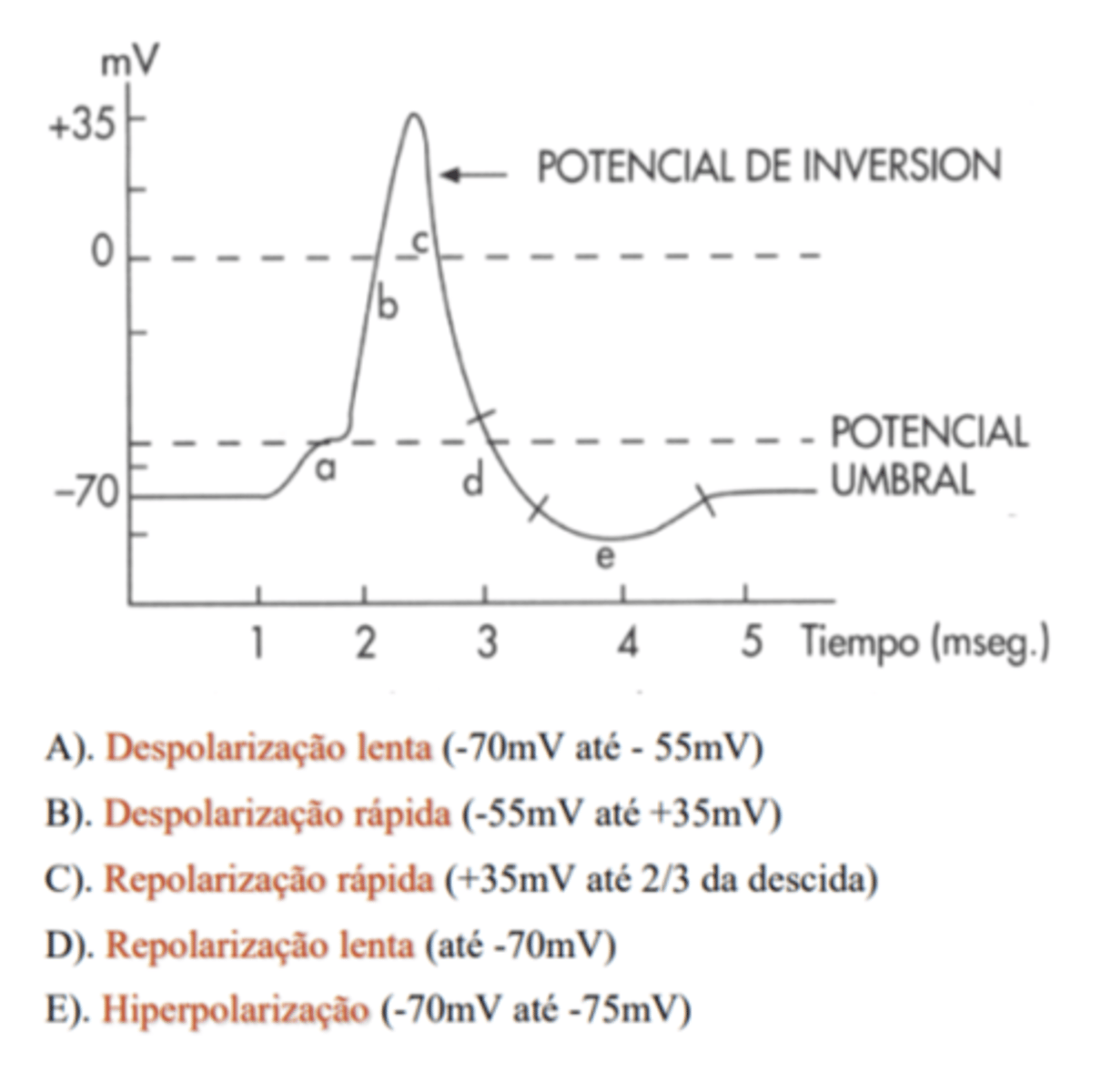 <p>Canais dependentes de voltagem</p><p>Os potenciais de ação são variações do potencial elétrico ao longo do tempo.</p><p>Um potencial de ação é caracterizado por um conjunto de fases. Existe uma fase em que existe um potencial de repouso, quando o potencial de ação não se iniciou. Quando há um determinado estímulo, há uma despolarização (aproximação do potencial de membrana do 0), que é a primeira manifestação de um potencial de ação, e a velocidade de</p><p>despolarização altera-se (atinge o limiar de excitação). Após esta fase, o traçado rapidamente atinge e ultrapassa o ponto</p><p>isopotencial, começando depois a cair até ao valor de repouso - repolarização. Pode também ocorrer uma hiperpolarização (há uma diminuição abaixo do valor inicial/basal), voltando depois ao normal.</p>