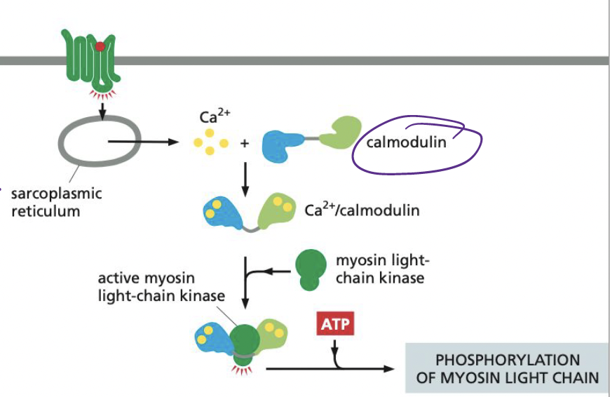 <p>Activates myosin light-chain kinase (MLCK), inducing the phosphorylation of smooth muscle myosin on one of its two light chains.</p><ul><li><p>allows for myosin-actin interaction → contraction</p></li></ul>