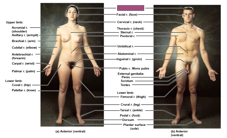 <p>Based on this anterior view, what is this region?</p>