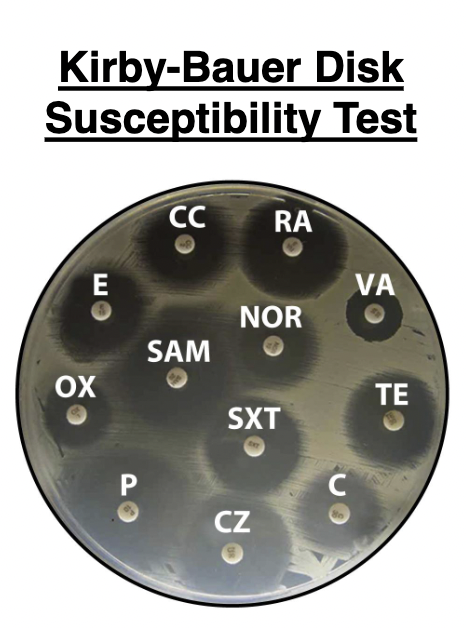 <ul><li><p>Series of round filter paper disks impregnated with different antibiotics. A dispenser delivers up to 12 disks simultaneously to the surface of an agar plate covered by a bacterial lawn</p></li><li><p>The standard medium used is Mueller-Hinton agar. During incubation, the drugs diffuse away from the disks into the surrounding agar and the diameter of the zone of inhibition can be measured to determine drug susceptibility.</p></li></ul><p></p>