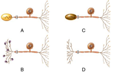<p>Which of the neurons is considered to be a bipolar neuron?</p><p>A) A </p><p>B) B </p><p>C) C </p><p>D) All of the neurons. </p><p>E) None of the neurons</p>