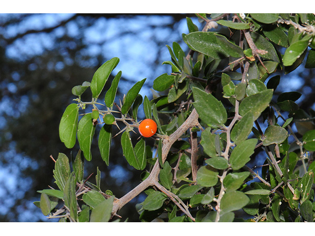 <p>Desert Hackberry </p>