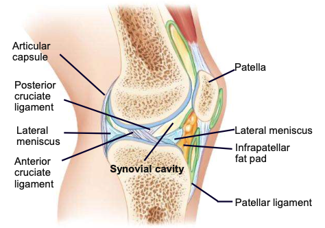 <p>largest and most complex joint; usually acts as a hinge, but can rotate slightly</p>
