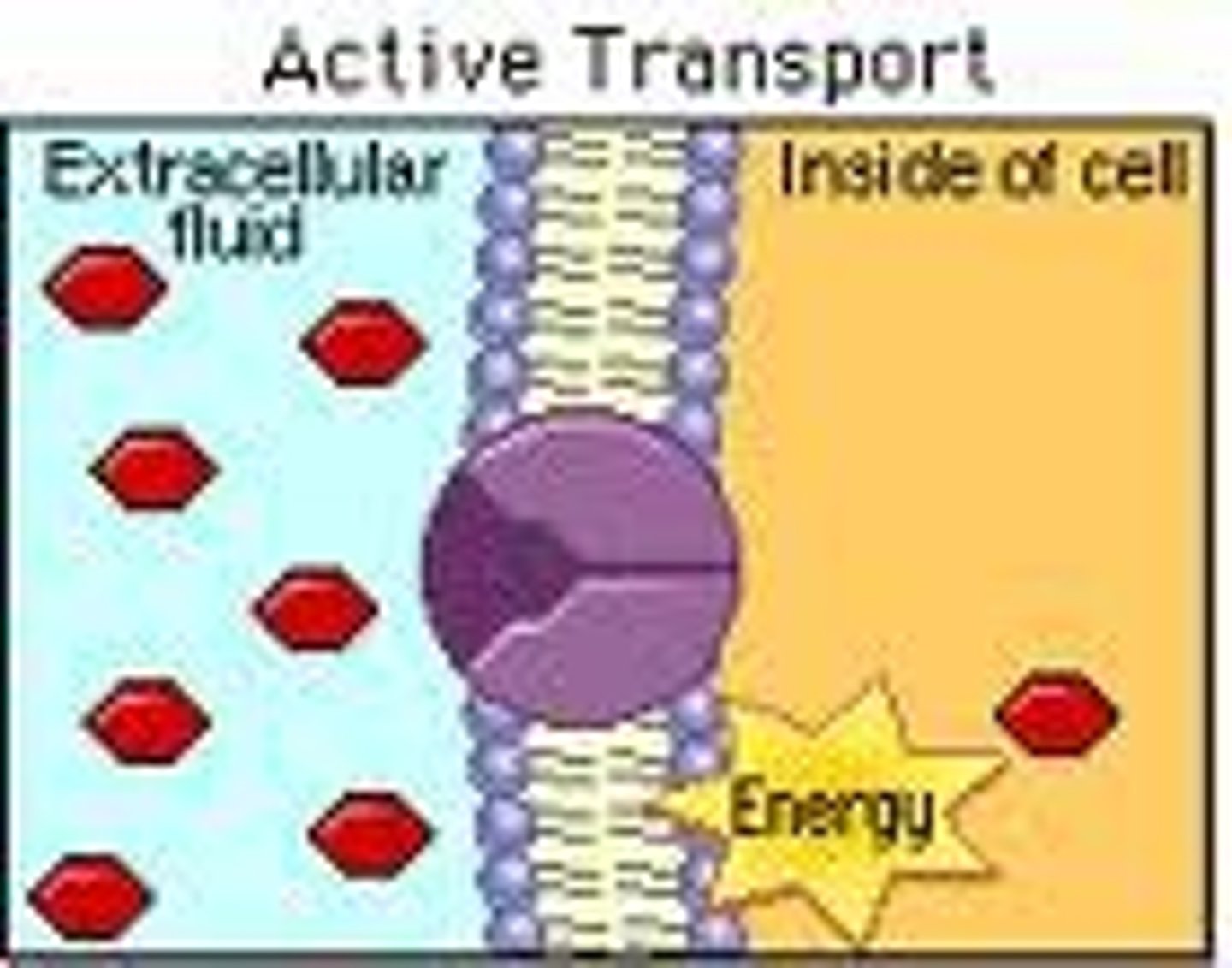 <p>The movement of materials through a cell membrane using energy.</p>