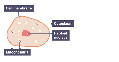 <p>How is an Egg Cell adapted to its function?</p>