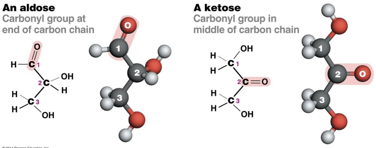 <ul><li><p>aldose</p><ul><li><p>carbonyl group at <mark data-color="red">end</mark> of the carbon chain or 1 in from the end</p></li><li><p>a sugar can be an aldose sugar</p><ul><li><p>aldehyde sugar</p><ul><li><p>glyceraldehyde</p></li><li><p>ribose</p></li><li><p>glucose</p></li><li><p>galactose</p></li></ul></li></ul></li></ul></li><li><p>ketose</p><ul><li><p>carbonyl group in <mark data-color="blue">middle</mark> of carbon chain</p></li><li><p>found off second carbon</p></li><li><p>a sugar can be a ketose sugar</p><ul><li><p>ketone sugar</p><ul><li><p>dihydroxyacetone</p></li><li><p>fructose</p></li><li><p>ribulose</p></li></ul></li></ul></li></ul></li><li><p>linear vs rings</p><ul><li><p>in 5 and 6 carbon sugars the caronyl group can react with a hydroxyl group, forming a 4 or 5 carbon ring</p><ul><li><p>oxygen also in the ring</p></li><li><p>some carbons in the ring some out</p></li><li><p>start at oxygen and go clockwise</p></li></ul></li><li><p></p></li></ul></li></ul>