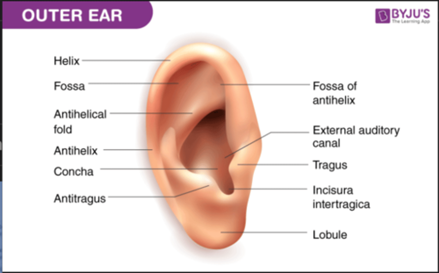 <p>- Helix</p><p>- Antihelix</p><p>- Concha (bowl area)</p><p>- Tragus</p><p>- Antitragus</p><p>- Lobule</p>