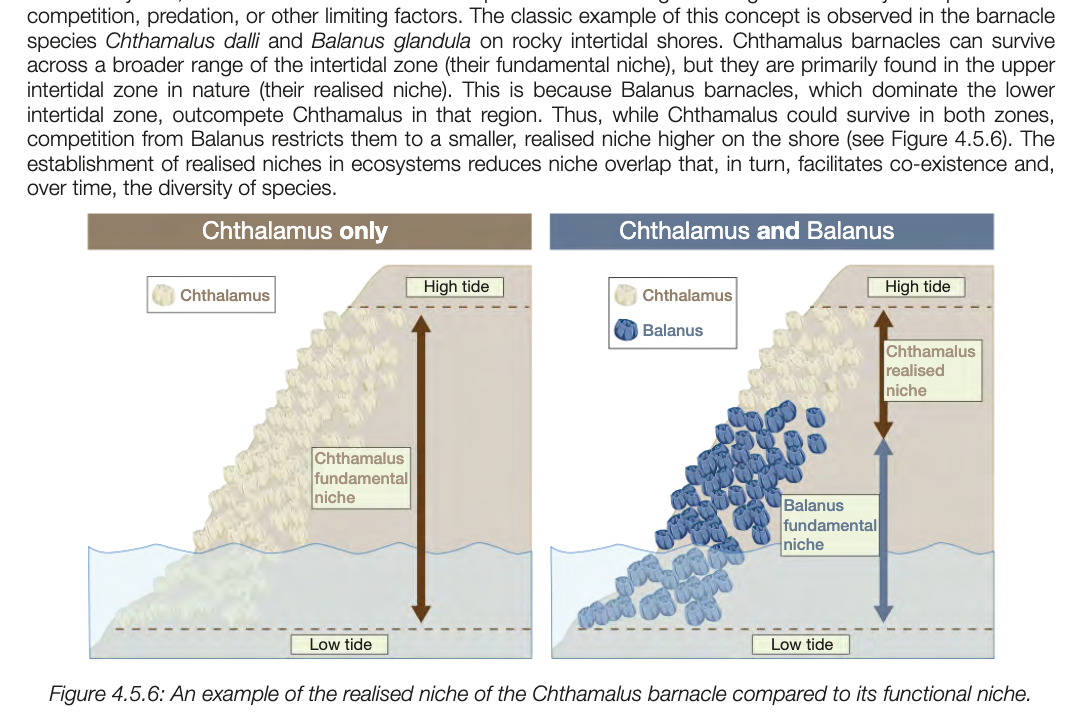 <p>fundemental niche - full range of environmental conditions and resources an organism can theoretically use</p><p>realised niche - portion of that range the organism actually occupies due to competition, predation, or other limiting factors</p><p></p><p></p>