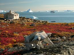 <p>The Tundra</p>