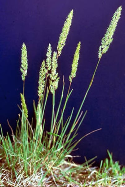 <p>Crested Hair-Grass</p>