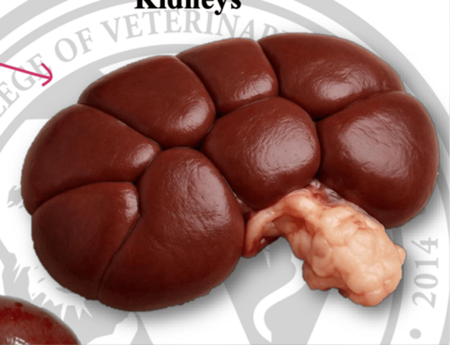 <p>describe the difference in the L vs the R shape kidney in bovine</p>