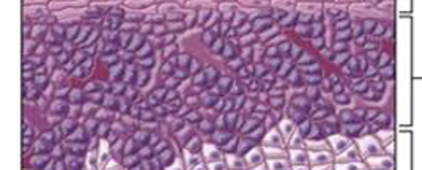 <p>densely packed cells; produce mineralocorticoid hormones</p>