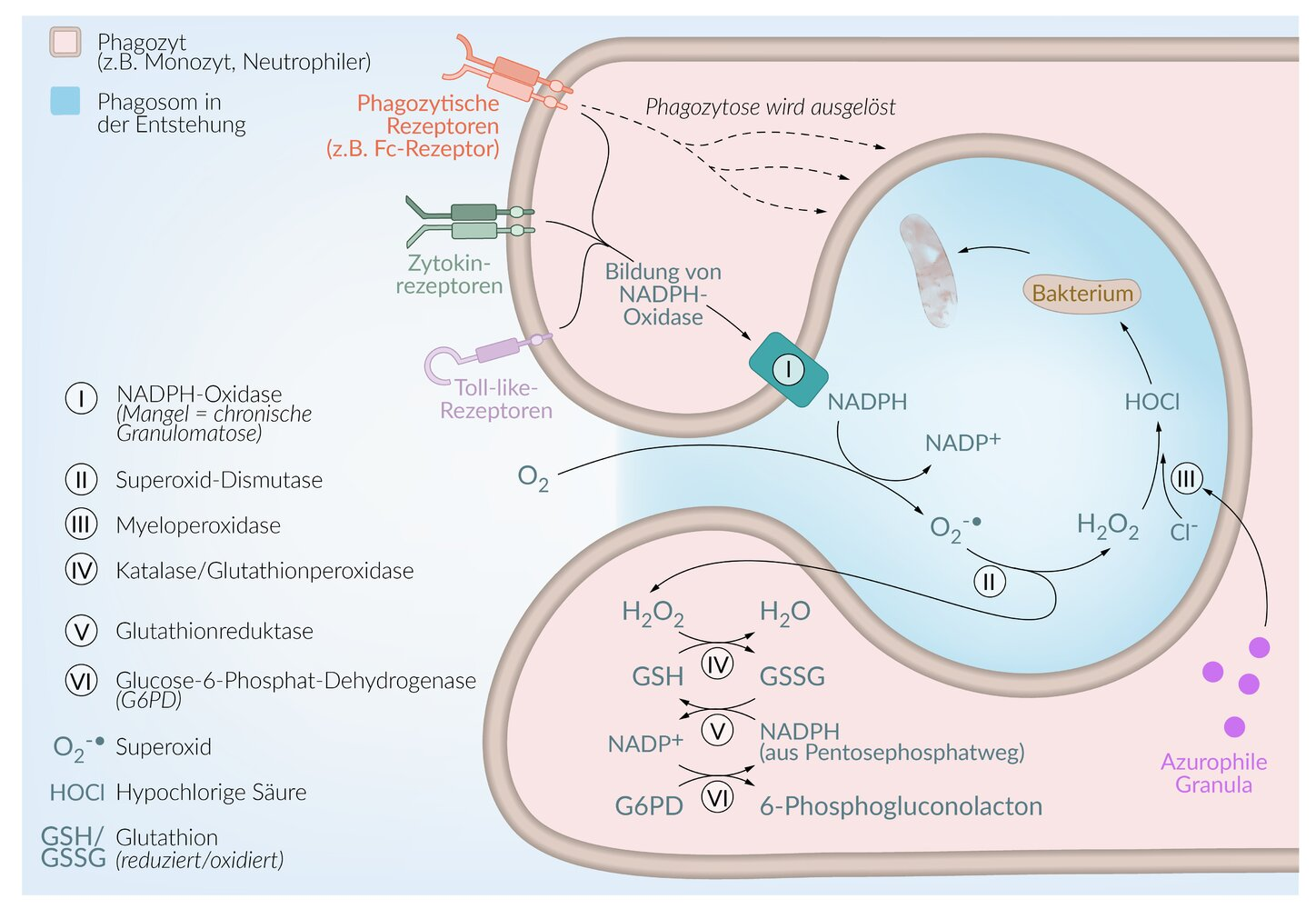 <p>C. Neutrophilic granulocytes form oxygen radicals.</p>
