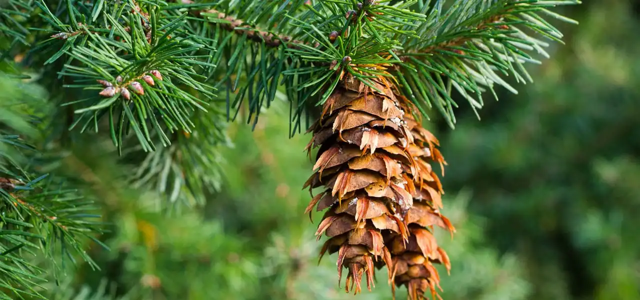 <p>bracts stick out, reddish color cone, long needles, pediolate</p>