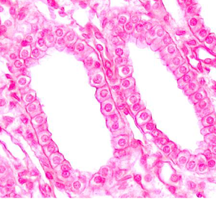 <p>Simple cuboidal epithelium function</p>