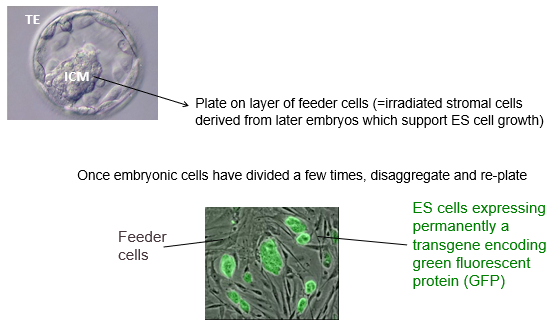 <p>Studying development *in vivo* (within a living organism) presents several major challenges: <br></p><ul><li><p><strong>Small cell numbers:</strong> The early embryo contains very few cells, making molecular and biochemical analysis difficult.</p></li><li><p><strong>Inaccessibility:</strong> Development occurs in utero, making direct observation and manipulation of the embryo complex and invasive.</p></li><li><p><strong>Ethics:</strong> There are significant ethical restrictions on the use of human embryos for research.</p></li></ul><p><br><strong>Solution:</strong> The capture and culture of pluripotent stem cells (PSCs) in vitro (in a petri dish) provides a powerful solution. These cells can be expanded to large numbers, allowing for detailed study. They can then be differentiated to model embryonic processes, providing an accessible and ethically more tractable system to understand development and disease.</p>