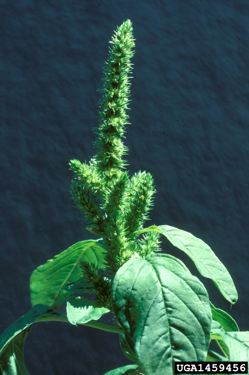 <p><span style="font-family: &quot;Calibri&quot;, sans-serif;">redroot pigweed</span></p>