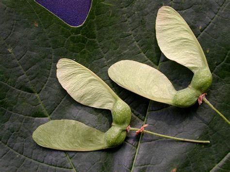 <p><span><br>samara in pairs, autumnal, 1” long, nearly parallel to</span><br><span>slightly divergent horseshoe-shaped</span></p>