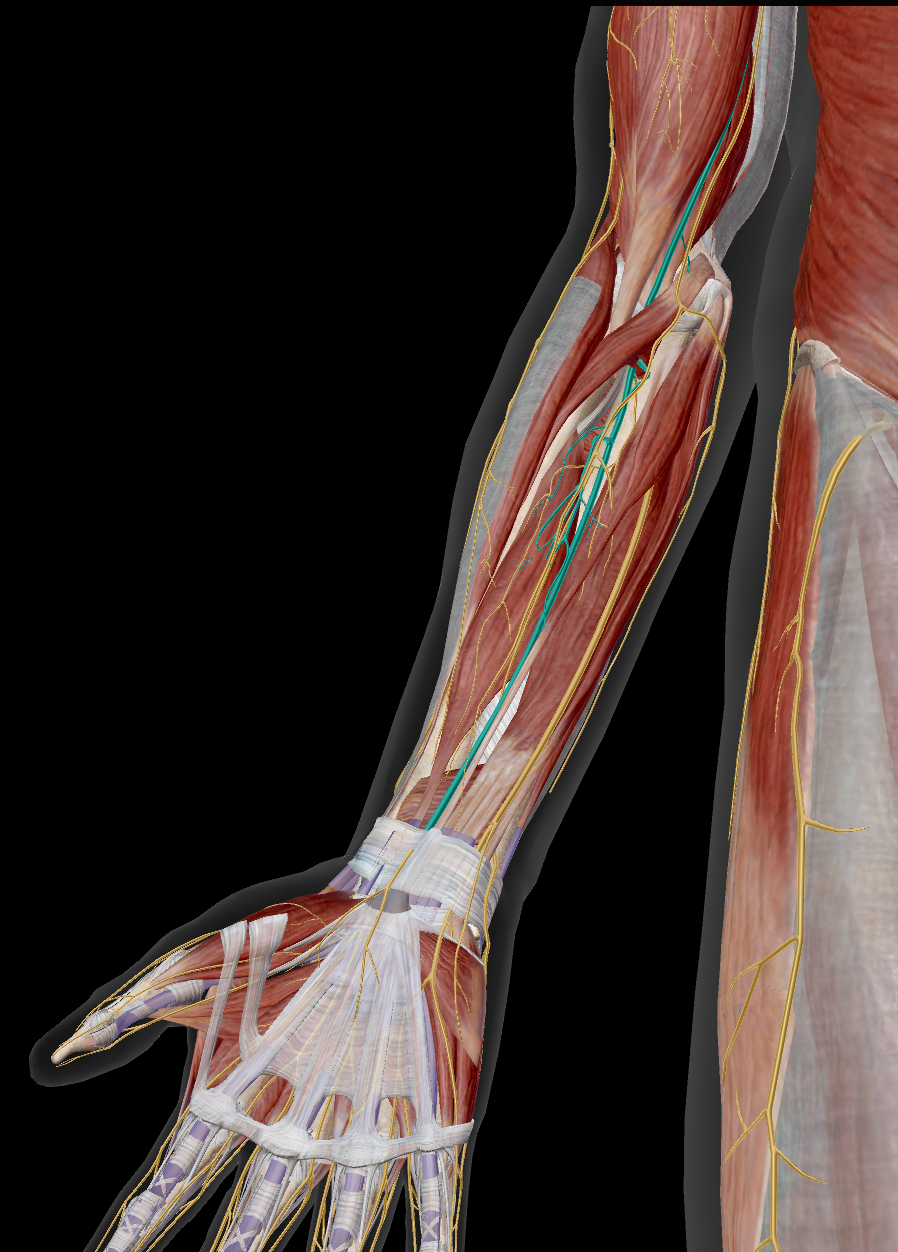 <p>M teres major / M pronator teres / M radialis flexor carpi / M palmaris longus / M flexor digitorum profundus / M pronator quadratus / M brevis flexor pollicis / M brevis abductor pollicis / M opponens pollicis / Mm lumbricales</p>
