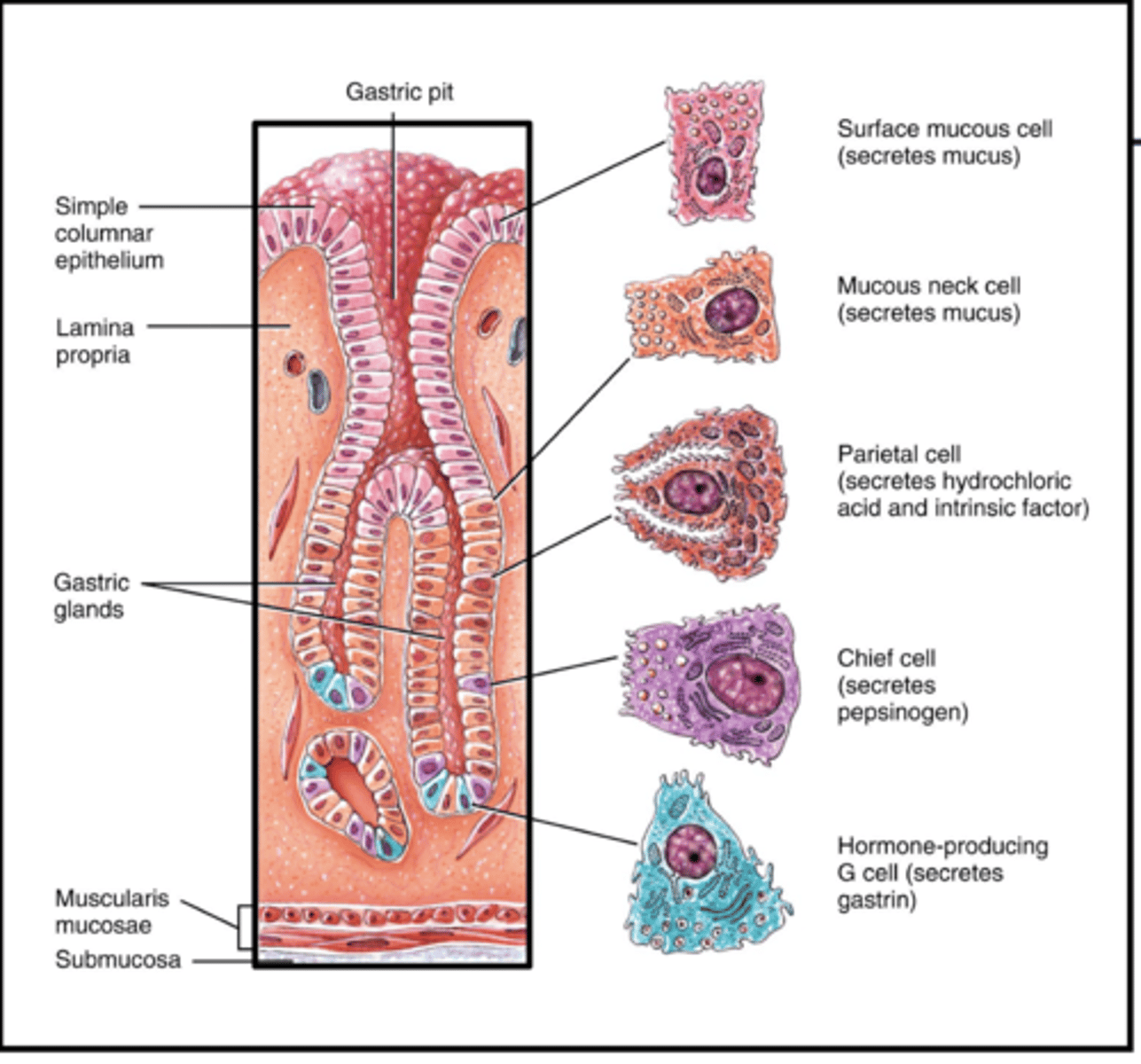 <p>-responsible for chemical digestion</p><p>Mucous Cells</p><p>Chief cells: pepsinogen, gastric lipase</p><p>Parietal Cells: Hydrochloric acid</p>