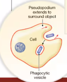 <p>Vesicles form at the plasmalemma to bring solid particles into the cell “cell eating” </p><p>pseudopodium (cytoplasmic extensions) engulf the large particle</p>