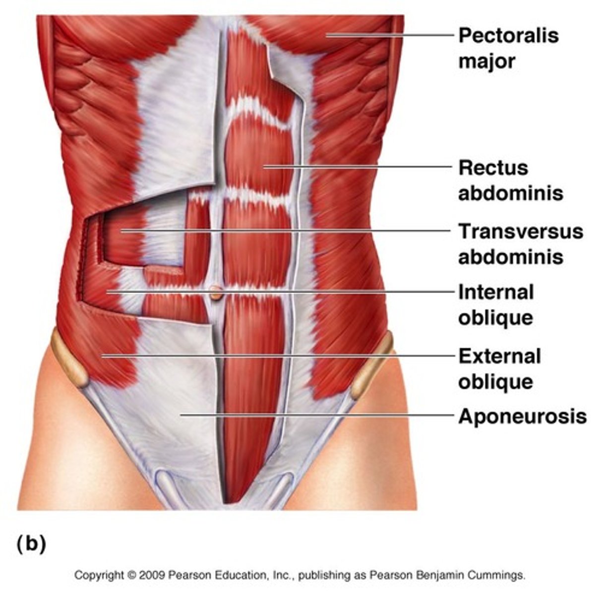 <p>compress abdomen</p>