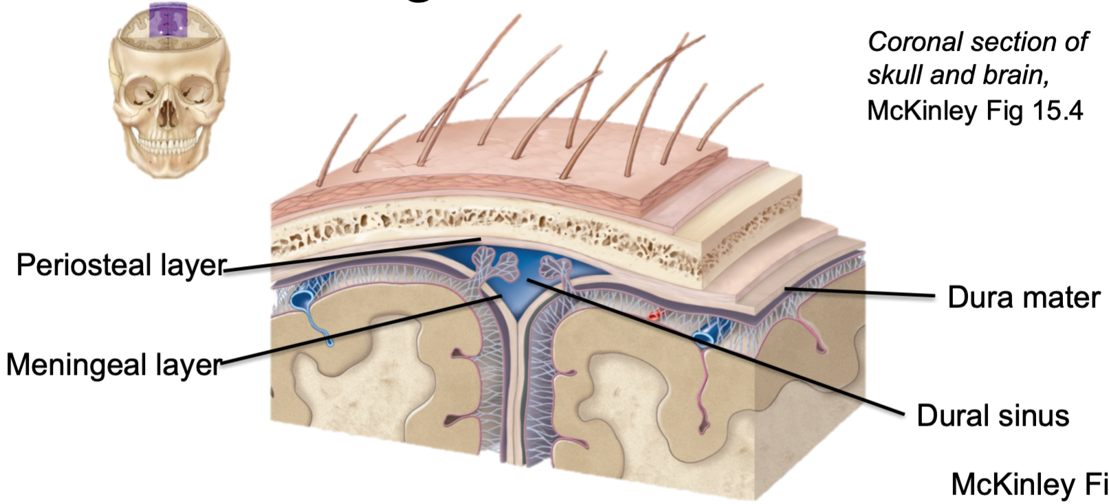 
1. Outermost meninges layer
2. AKA hard mother
3. Two layers of dense fibrous connective tissue

* Meningeal
* Periosteal


4. Spinal dural sheath