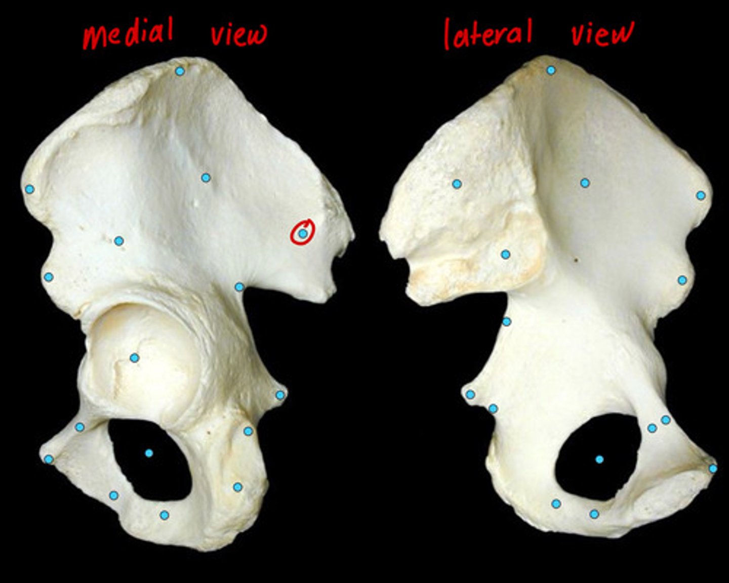 knowt flashcard image