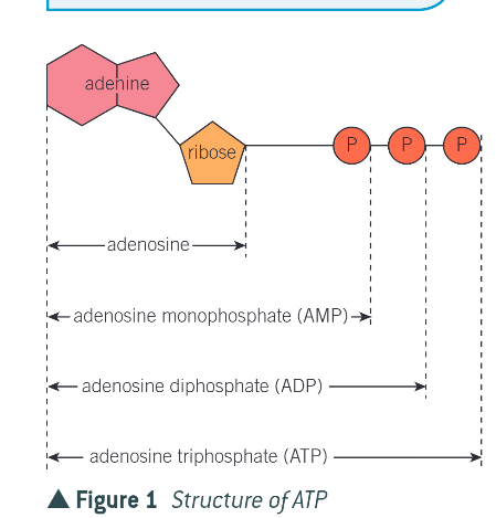 <ul><li><p>adenine - nitrogen containing organic base</p></li><li><p>ribose - pentose sugar that acts as a backbone</p></li><li><p>chain of 3 phosphate groups</p></li></ul><p></p>