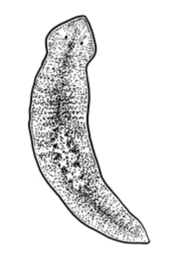 <p>flatworm SP</p>