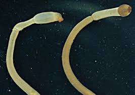 <p>-marine elongate worms</p><p>-no shell but some fossil spp. had shells</p><p>-formerly united in class Aplacophora (no shell)</p><p>-scales and calcareous spicules in skin</p><p>-most have radula (lost in solenogastres)</p><p>-foot is lost in caudofoveates, a vestige in solenogastres</p><p>-reduced posterior mantle cavity</p><p>-pair of gills in caudofoveates, none in solenogastres</p><p>caudofoveates dioecious, solenogastres monoecious </p>