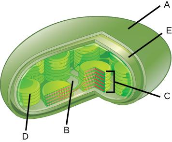 Label the following parts of a chloroplast.