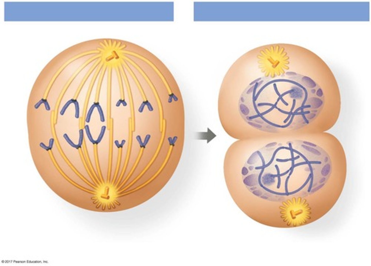 <p>Sister chromatids separate and move toward opposite ends of the cell.</p>