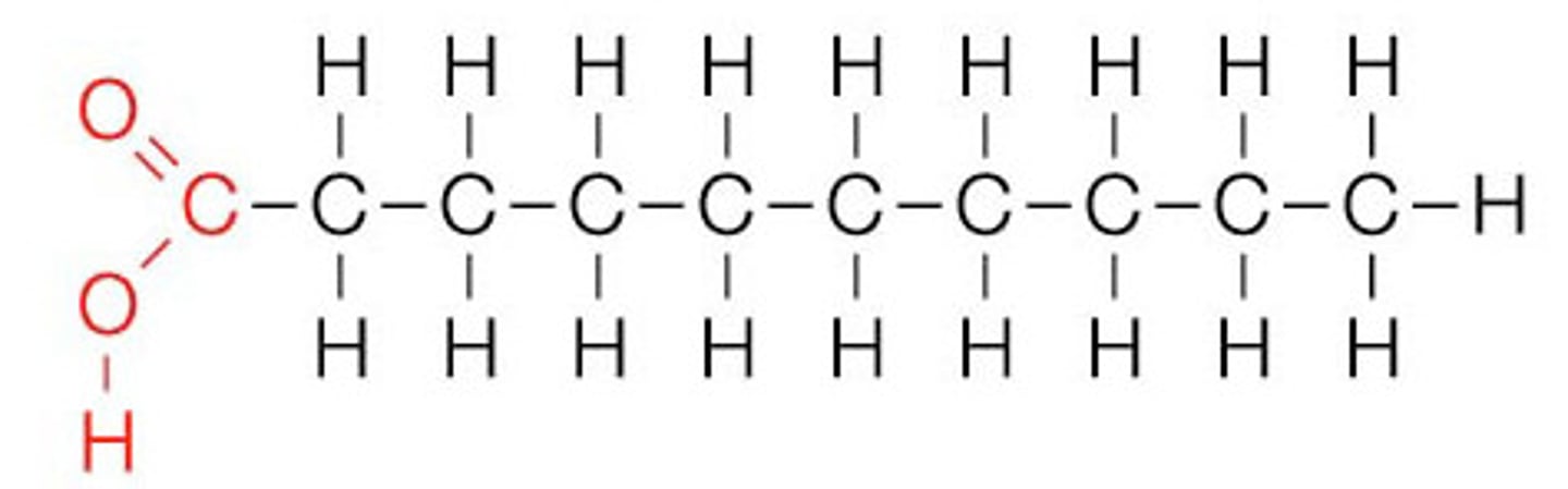 <p>A lipid made from fatty acids that have no double bonds between carbon atoms</p>