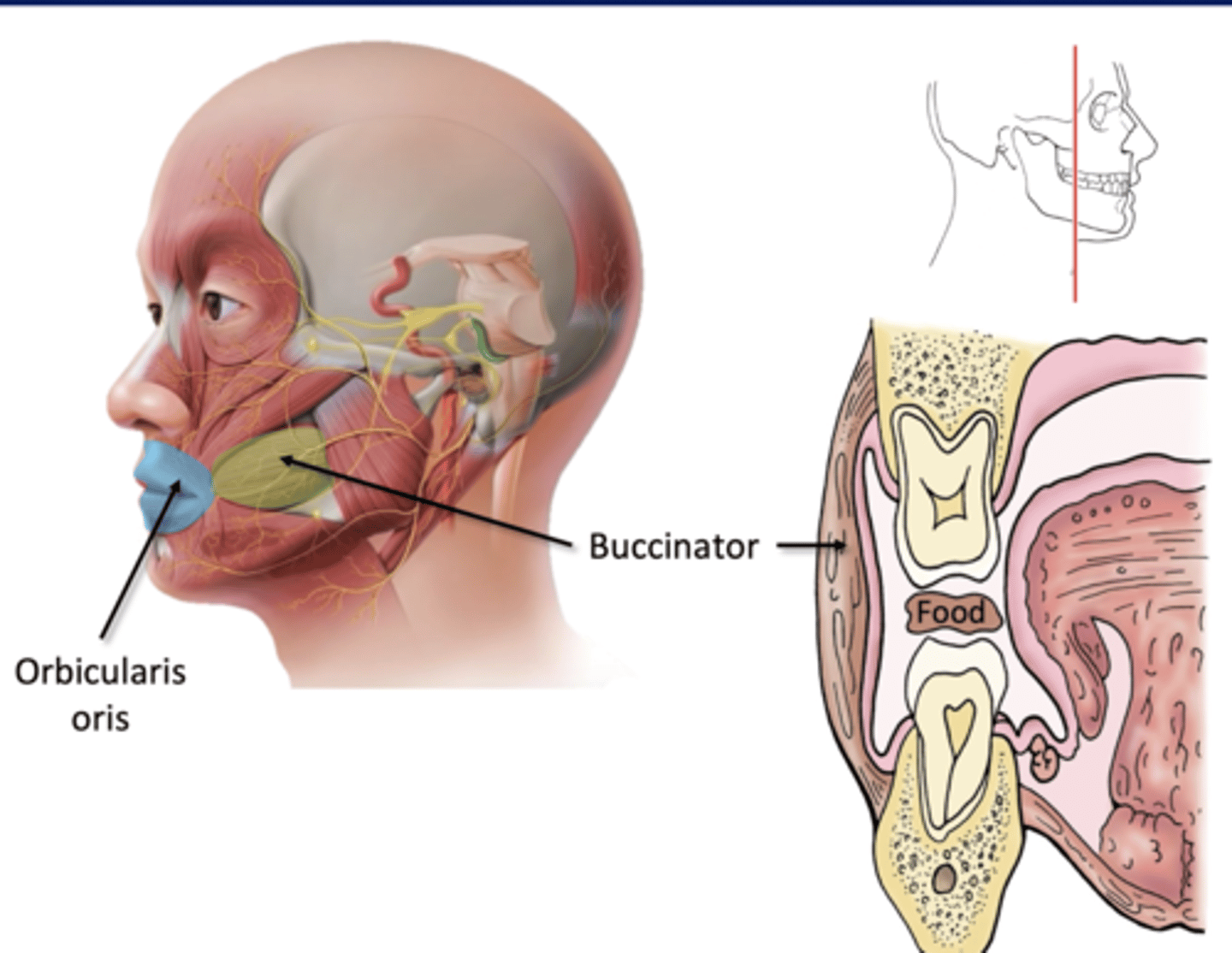 <p>Lips: open to receive food, close to maintian</p><p>-orbicularis oris m</p><p>Cheeks: hold food between teeth</p><p>-buccinator m</p><p>*Facial Nerve (CN VII)*</p>