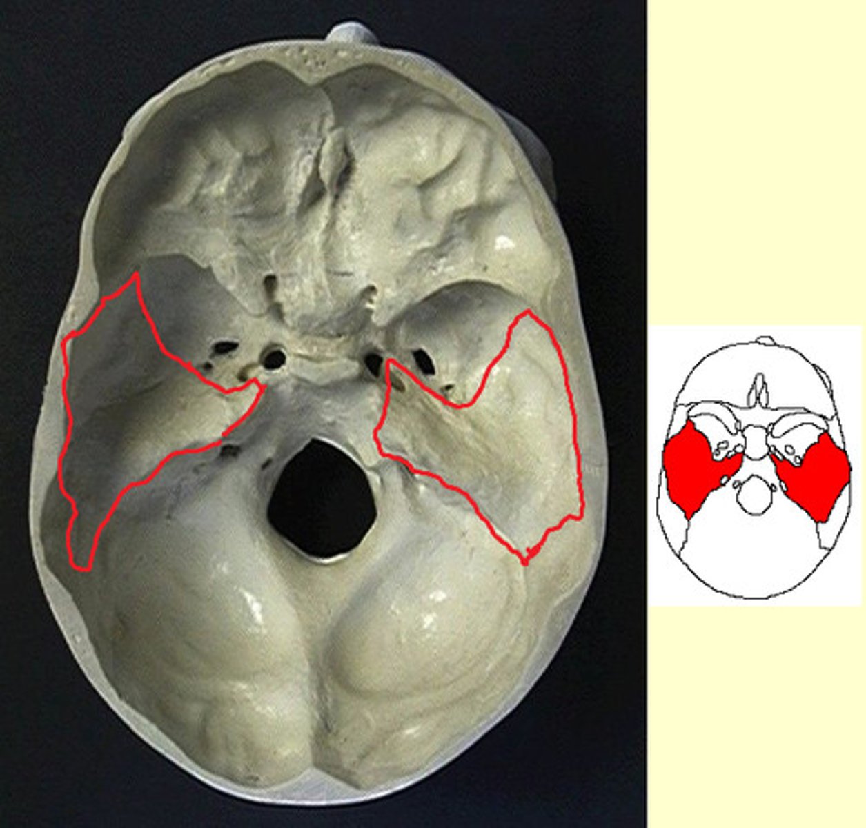 knowt flashcard image