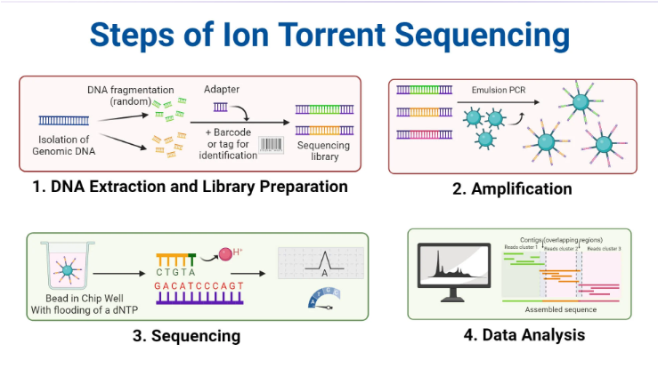 <ul><li><p><span>Beads with amplified DNA are loaded into wells on semiconductor</span></p></li><li><p><span>One at a time nucleotides are flooded across the chip</span></p></li><li><p><span>If that nucleotide gets incorporated, hydrogen ions are released</span></p></li><li><p><span>Ion sensor detects change in pH and converts to electrical signal</span></p></li></ul><p></p>
