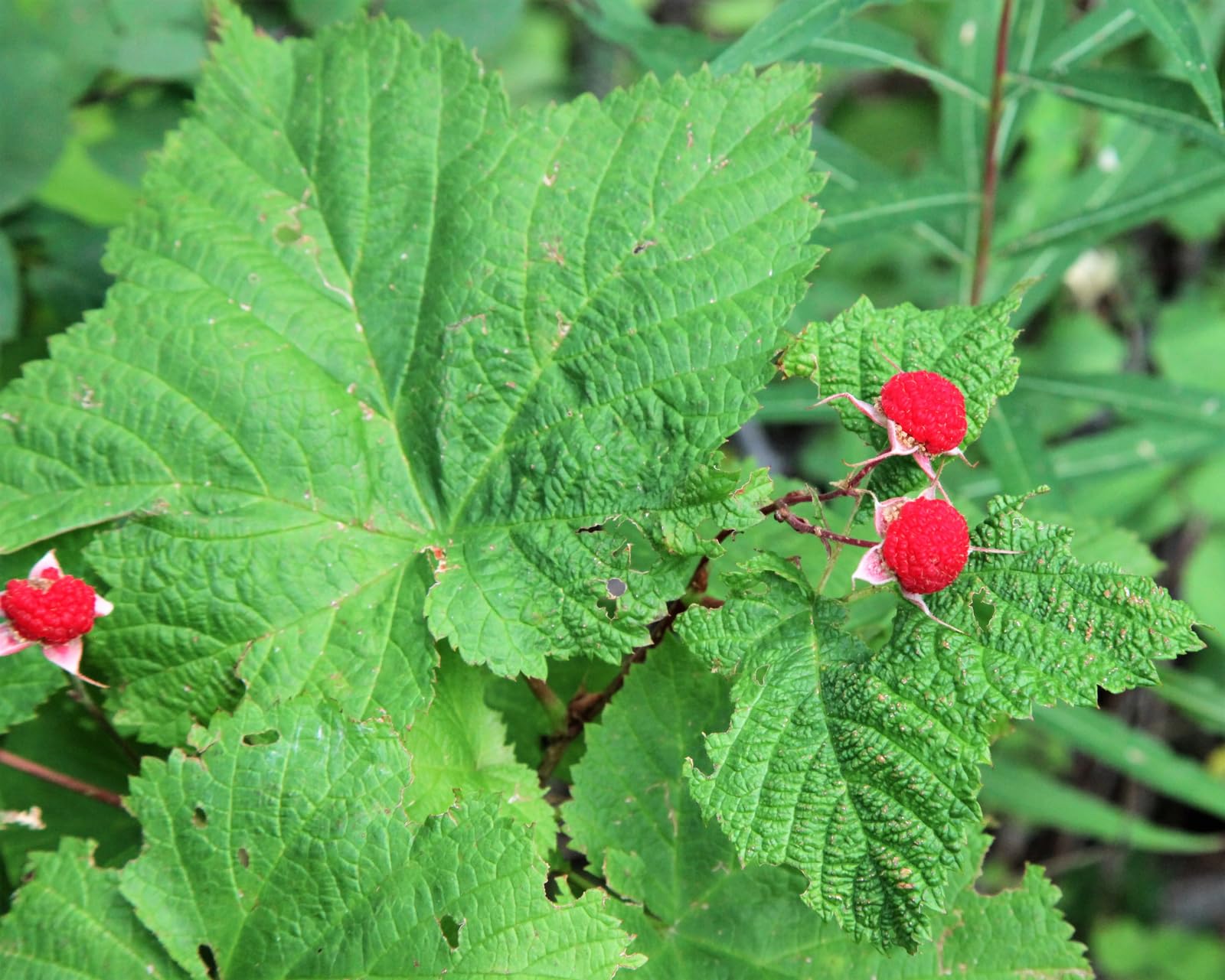 <p>rubus parviflorus</p><p>simple leaf, hairs—&gt;soft, large five lobed serrated palmated leaves, no thorns, white flowers…early succession: hairs reflect light instead of comp leaves, rhizomes</p>