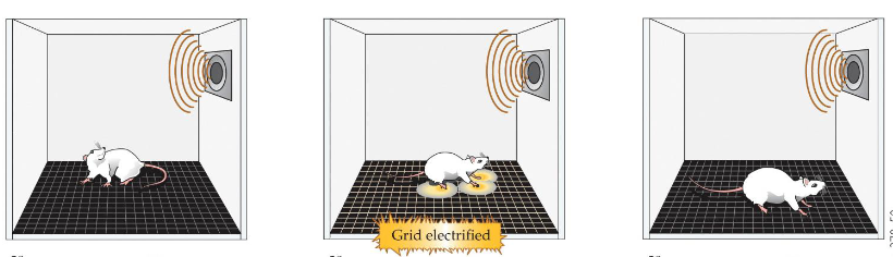 <p>Establishment of fear response to a previously neutral stimulus (tone); the tone alone comes to elicit freezing and enhanced startle</p>