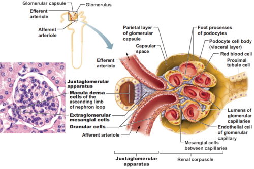 -"baroreceptors" sensing afferent arteriole pressure
-increase renin release when there is a drop in pressure